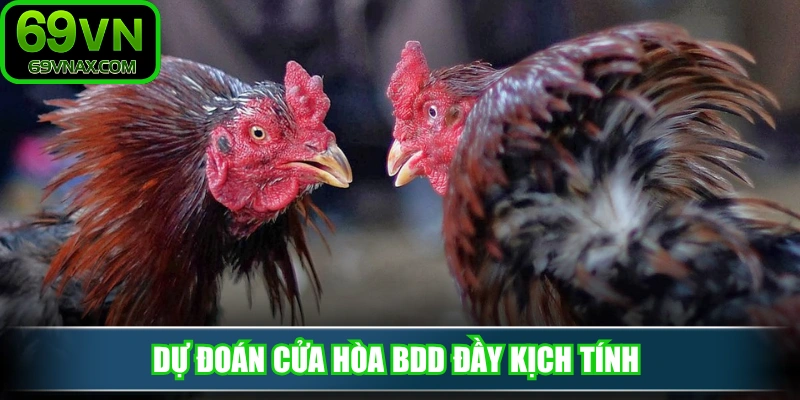 Dự đoán cửa hòa BDD đầy kịch tính 